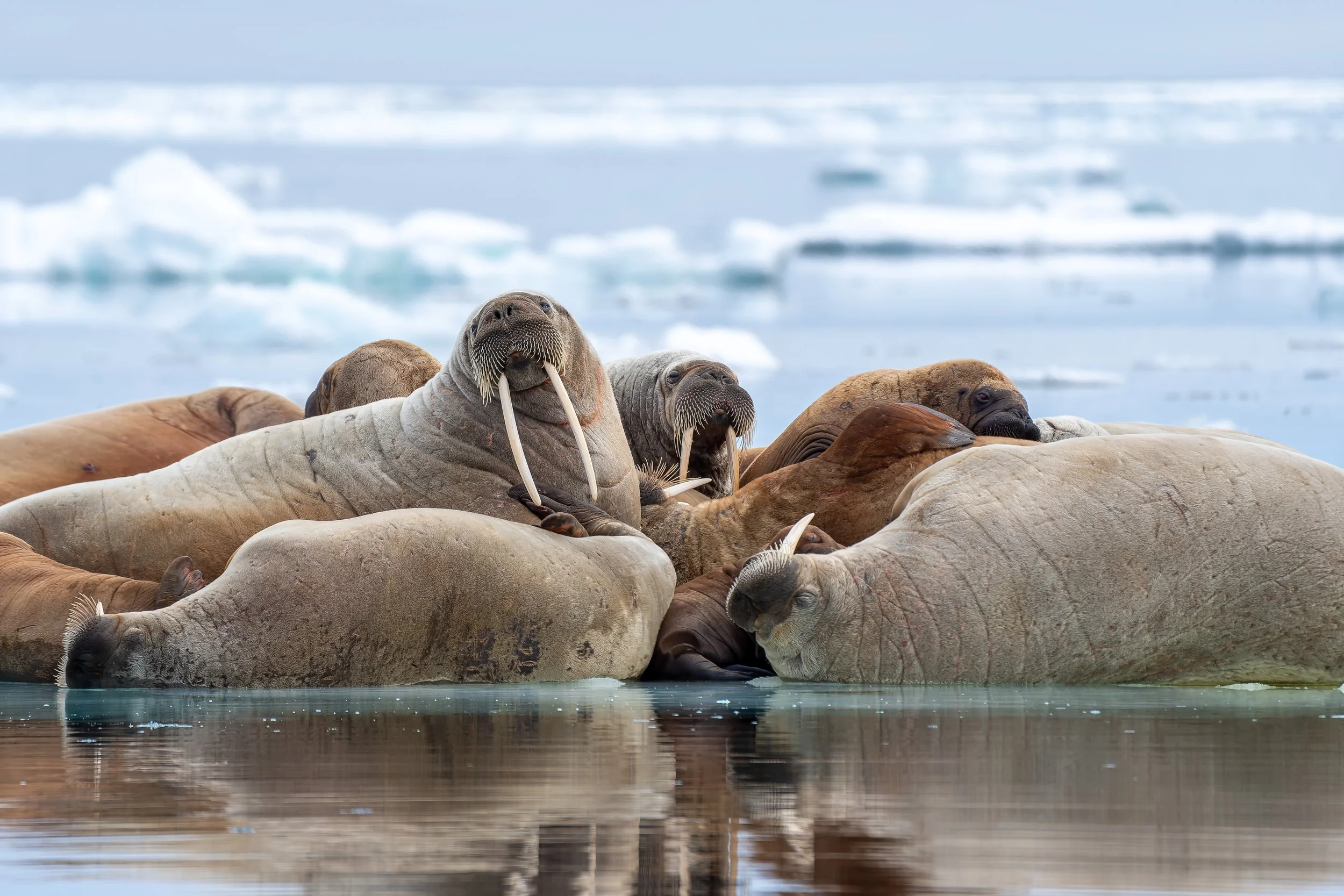 Walrus+Pile+on+Sea+Ice.jpg?